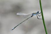 pantserjuffer (lestes sponsa)